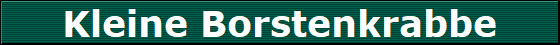Kleine Borstenkrabbe