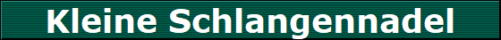 Kleine Schlangennadel