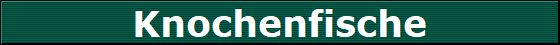 Knochenfische