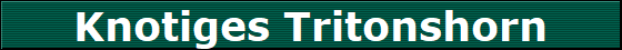 Knotiges Tritonshorn