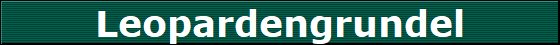 Leopardengrundel