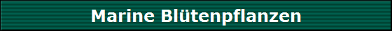 Marine Bl�tenpflanzen