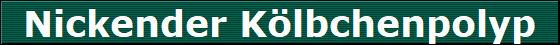 Nickender Klbchenpolyp