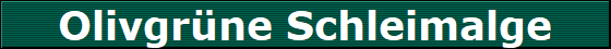 Olivgrne Schleimalge