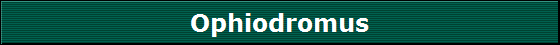 Ophiodromus