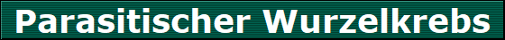 Parasitischer Wurzelkrebs