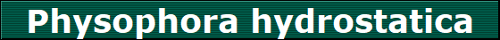 Physophora hydrostatica