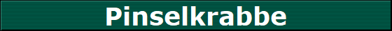 Pinselkrabbe