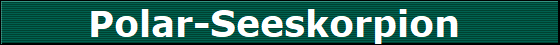 Polar-Seeskorpion 