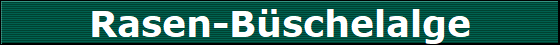 Rasen-Bschelalge