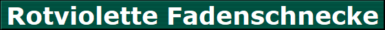 Rotviolette Fadenschnecke