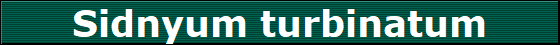 Sidnyum turbinatum