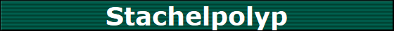 Stachelpolyp