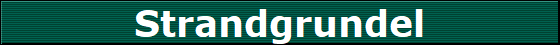 Strandgrundel