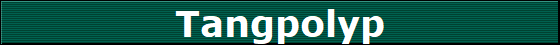 Tangpolyp
