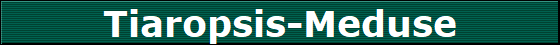 Tiaropsis-Meduse
