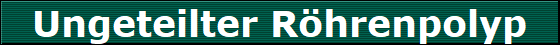Ungeteilter Rhrenpolyp