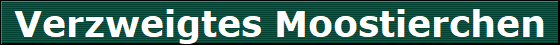 Verzweigtes Moostierchen