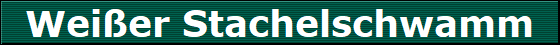 Weier Stachelschwamm