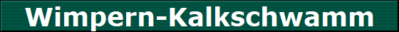 Wimpern-Kalkschwamm
