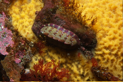 Callochiton_septemvalvis_001_XL_k