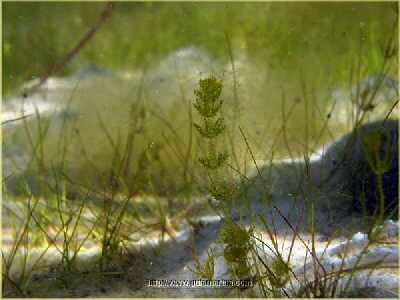 Brackwasser-Armleuchteralge