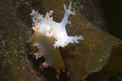 Zottige Bumchenschnecke, wei-rosa