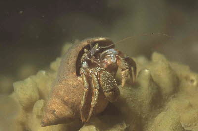 Gewhnlicher Einsiedler in Strandschnecke