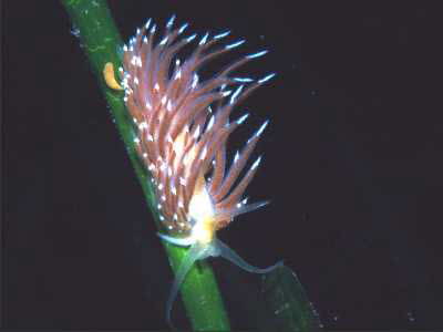 Coryphella browni