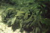 Fucus distichus