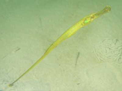 Grasnadel