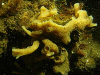 Haliclona (Reniera) aquaeductus