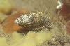 Netzreusenschnecke