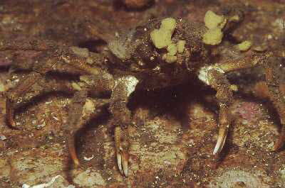 Nordische Seespinne