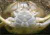 Strandkrabbe, mnnlich, Abdomen