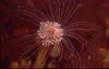 Ungeteilter Rhrenpolyp