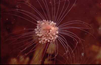 Ungeteilter Rhrenpolyp