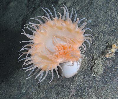 Actinostola callosa 
