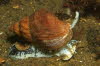 Wellhornschnecke