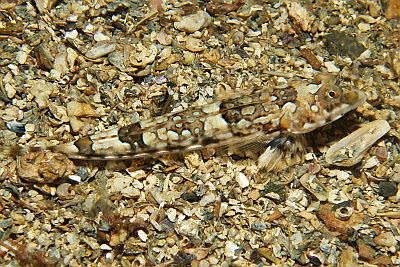 Genetzter Leierfisch