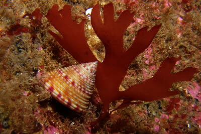 Bunte Kreiselschnecke