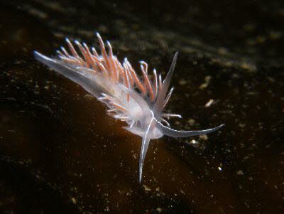 Coryphella lineata 