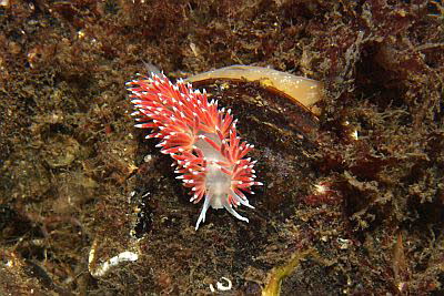 Rotrckige Fadenschnecke