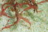 Blutroter Seeampfer
