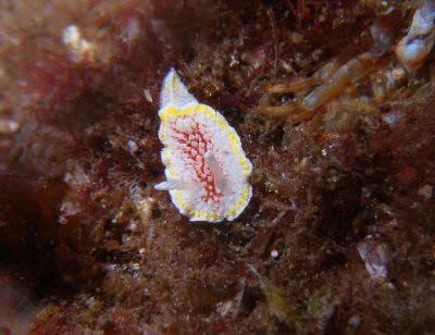 Diaphorodoris luteocincta