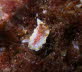 Diaphorodoris luteocincta