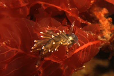 Ballon-Fadenschnecke