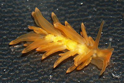 Ballon-Fadenschnecke, orange