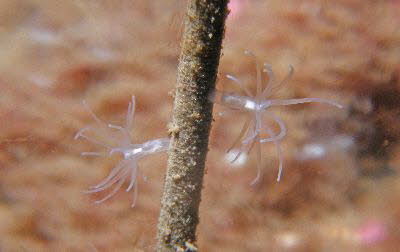 Gonactina prolifera 