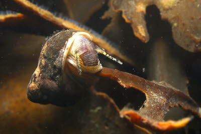 Gemeine Strandschnecke